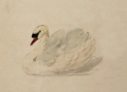 Swan - Print
