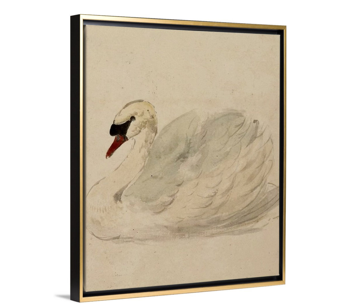 Swan - Canvas