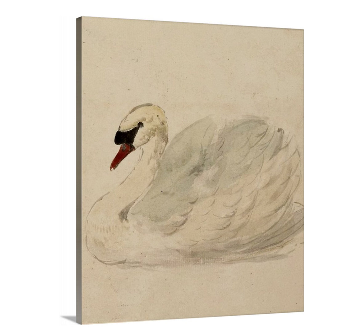 Swan - Canvas