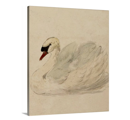 Swan - Canvas