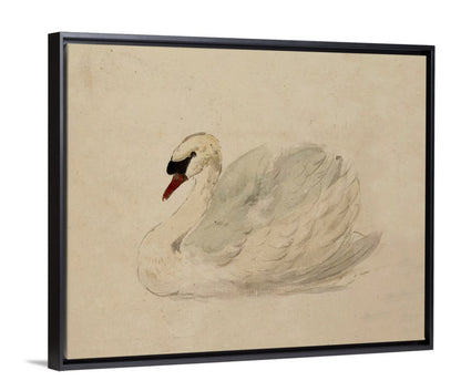 Swan - Canvas