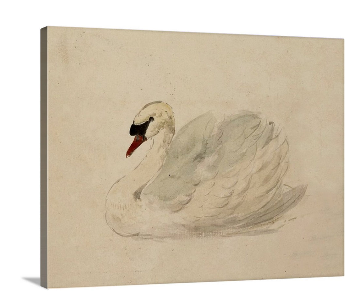 Swan - Canvas