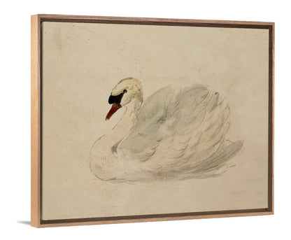 Swan - Canvas