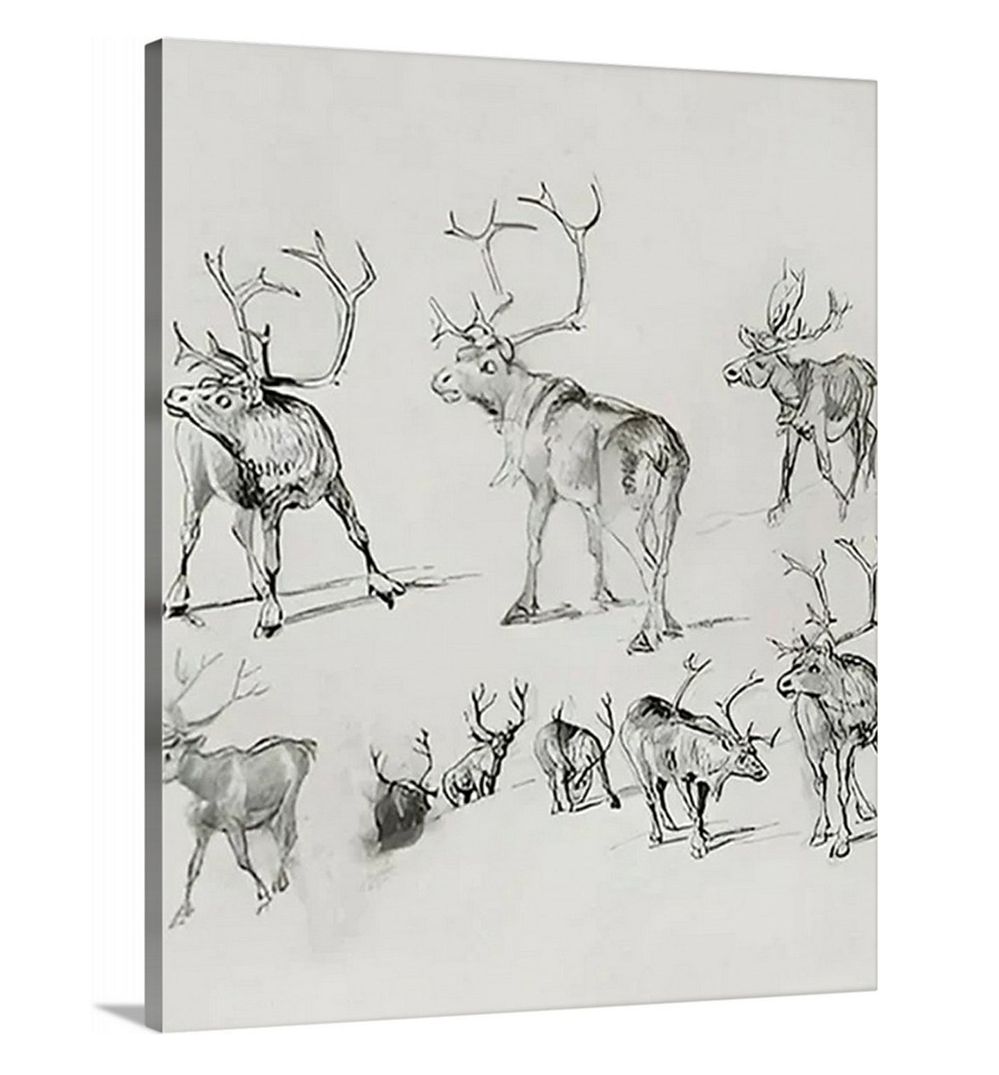 Reindeer - Canvas