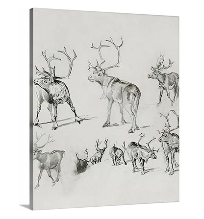 Reindeer - Canvas