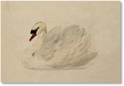 Swan - Print