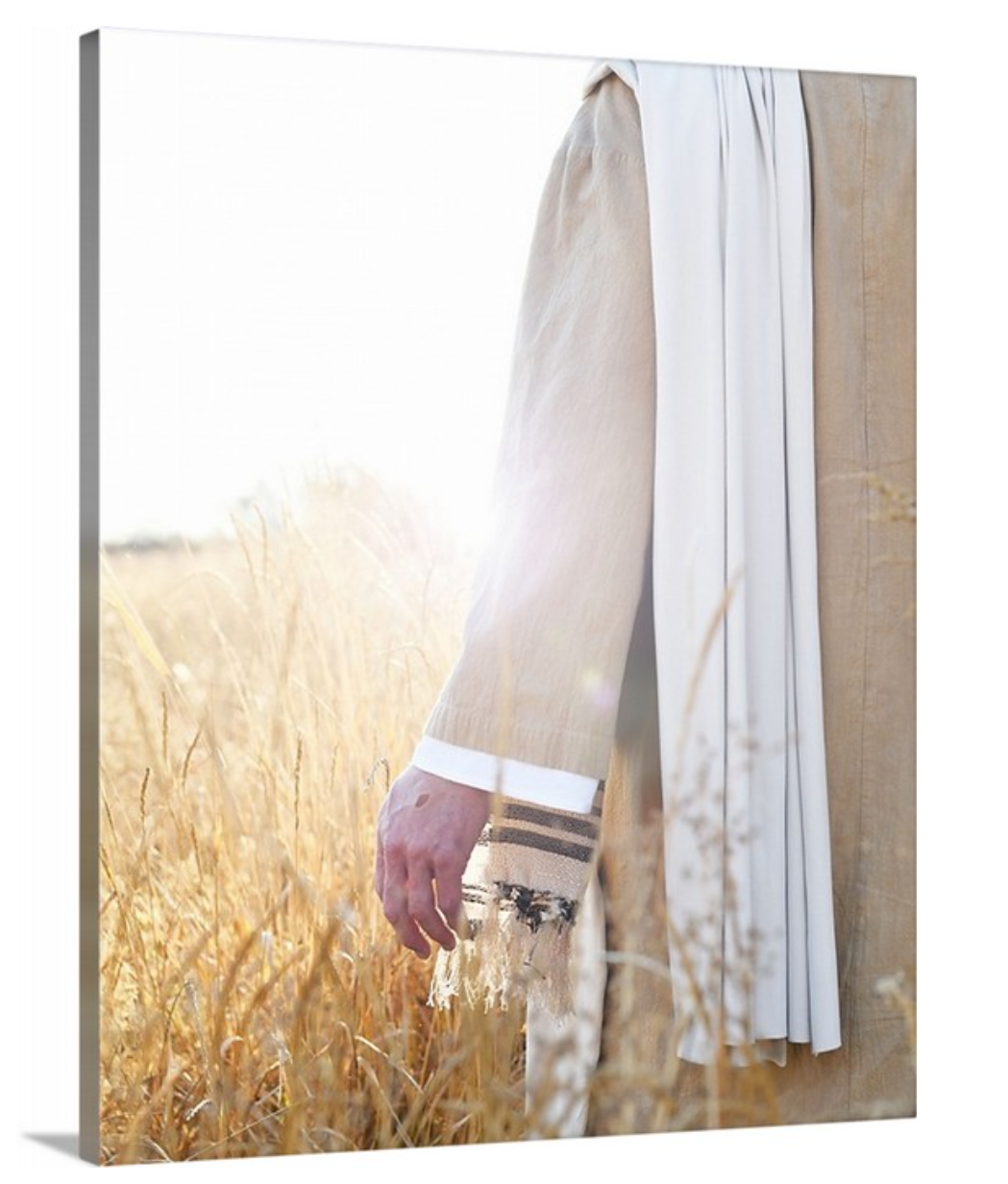 Wheat and the Tares - Canvas