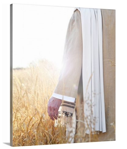 Wheat and the Tares - Canvas